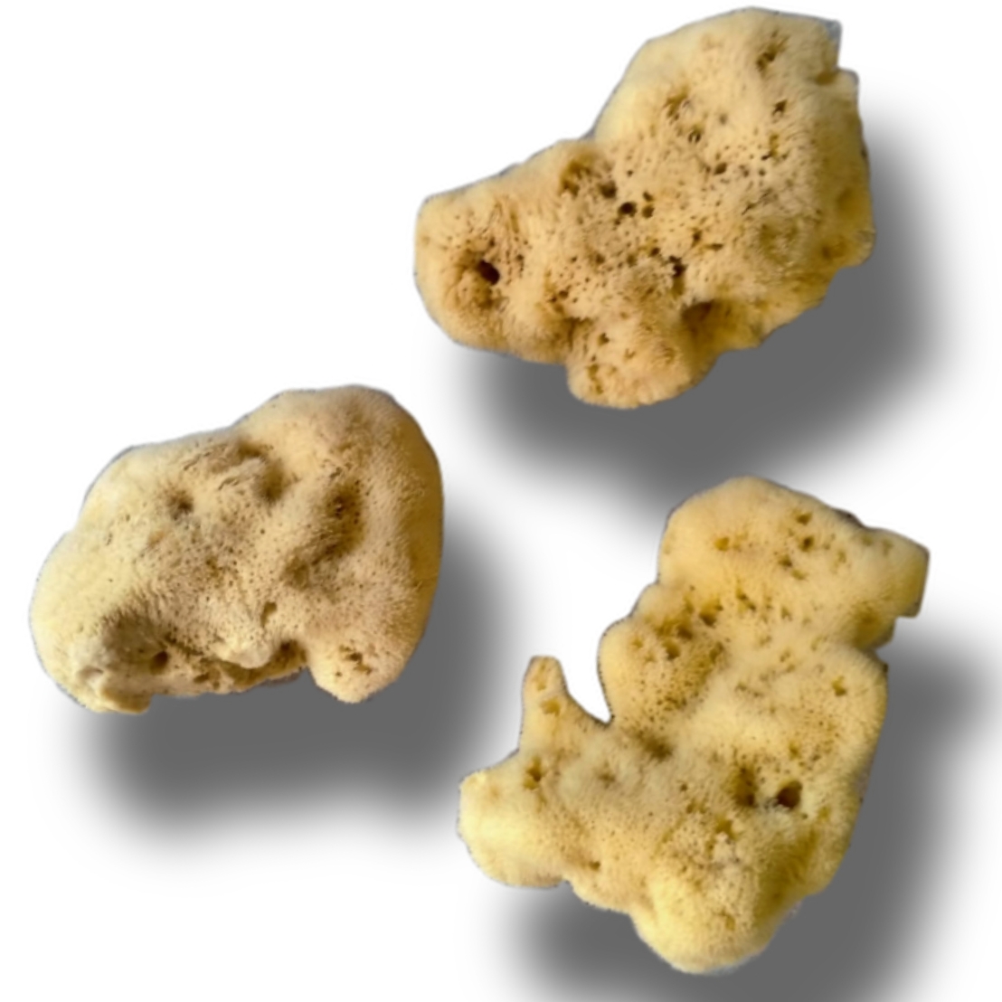 Spugna Mare Fine Dama