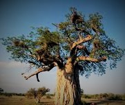 Linea Baobab