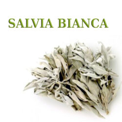 Salvia Bianca